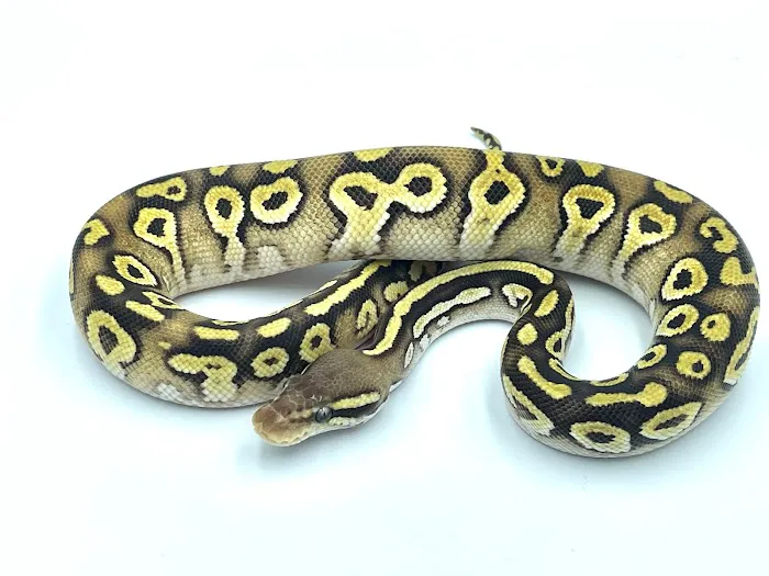Cutting Edge Ball Pythons Picture 3