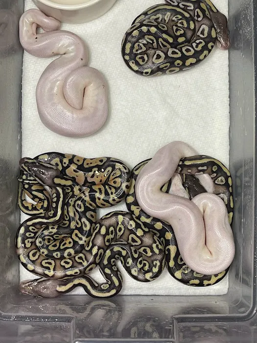 Cutting Edge Ball Pythons Picture 1
