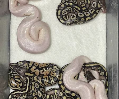 Cutting Edge Ball Pythons
