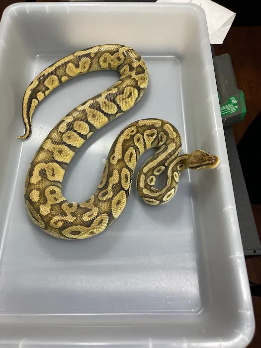 Cutting Edge Ball Pythons Picture 8