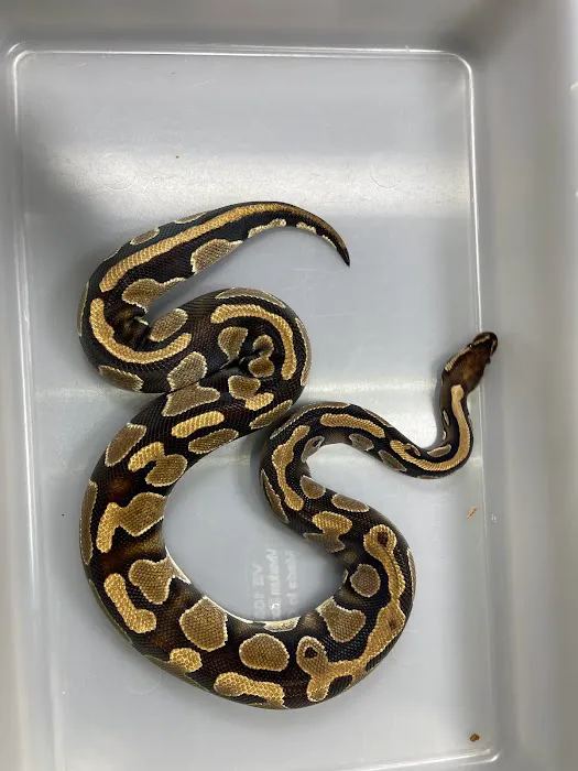 Cutting Edge Ball Pythons Picture 10