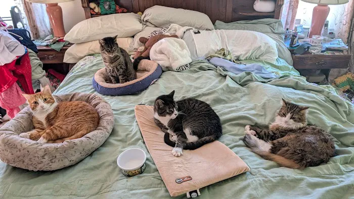 Cats Limited Veterinary Hospital Picture 7