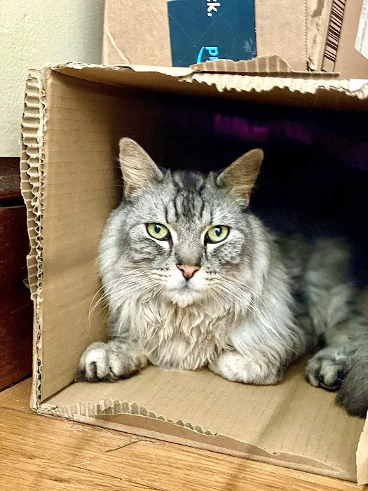 Cats Limited Veterinary Hospital Picture 4