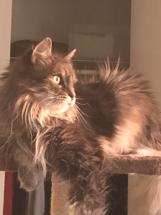 Cats Limited Veterinary Hospital Picture 9