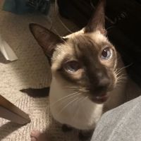 Cats Limited Veterinary Hospital ico
