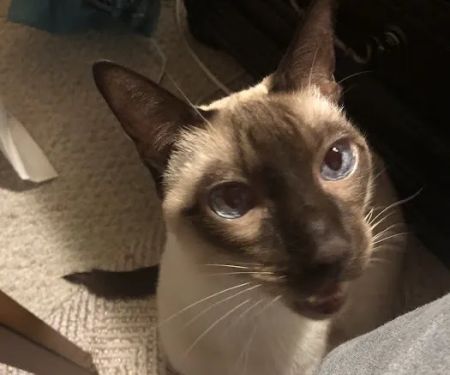 Cats Limited Veterinary Hospital