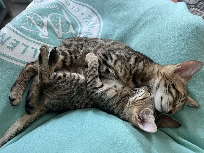 Cats Limited Veterinary Hospital Picture 3