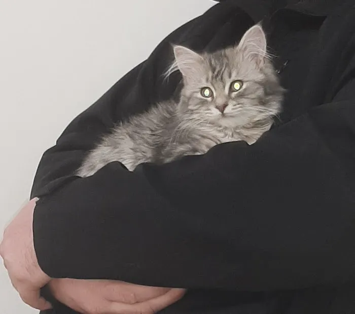 Cats Limited Veterinary Hospital Picture 8