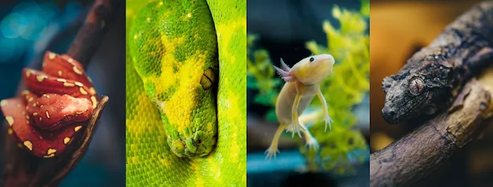 SATOO Reptiles and Aquatics Picture 2