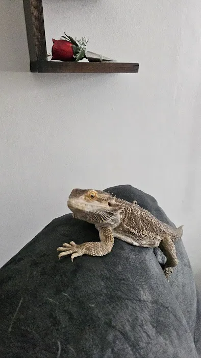 SATOO Reptiles and Aquatics Picture 10