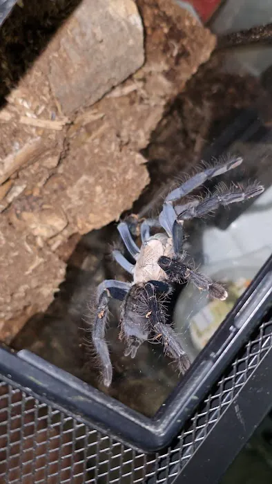 Cleveland's Aquatics Reptiles Exotics L.L.C. Picture 7