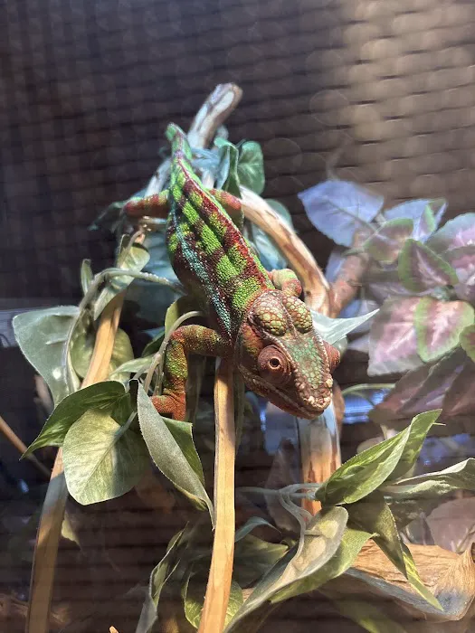 Cleveland's Aquatics Reptiles Exotics L.L.C. Picture 6