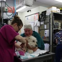 Connecticut Veterinary Center ico