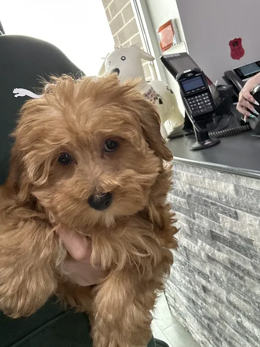 Petland Parma Picture 7