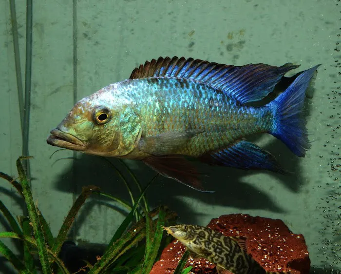 SomethingFishyInc.net Picture 5