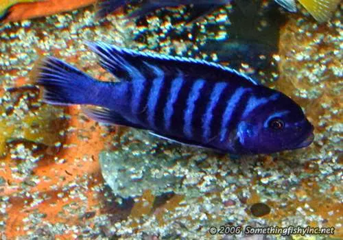 SomethingFishyInc.net Picture 8