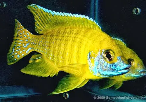SomethingFishyInc.net Picture 6