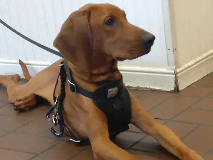 VCA Old Canal Animal Hospital Picture 1