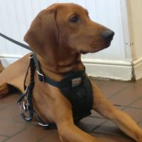 VCA Old Canal Animal Hospital ico