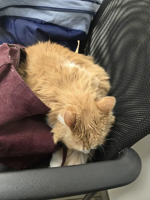 VCA Old Canal Animal Hospital Picture 4