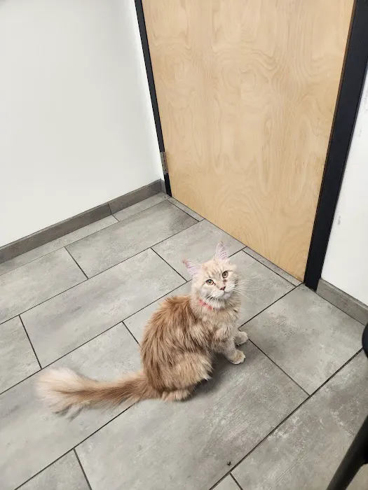VCA Old Canal Animal Hospital Picture 3