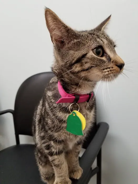 VCA Old Canal Animal Hospital Picture 8