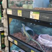 Petco ico