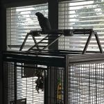In A Pickle Parrot Shop