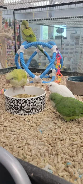 In A Pickle Parrot Shop Picture 6