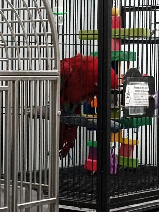 In A Pickle Parrot Shop Picture 5