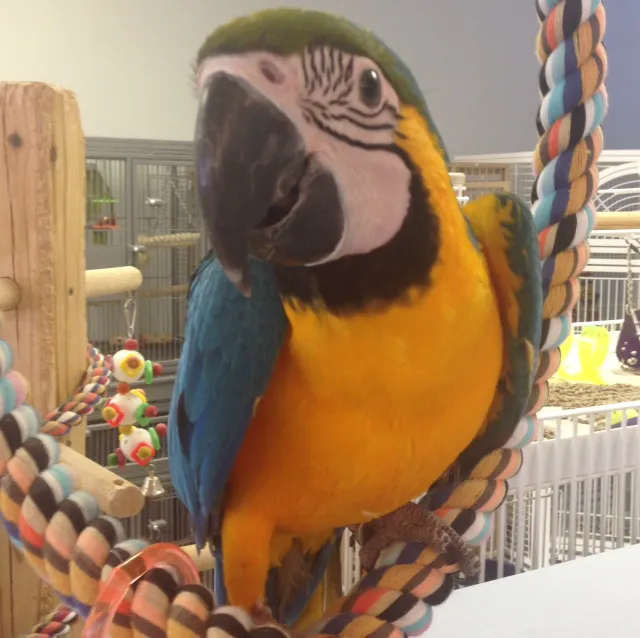 In A Pickle Parrot Shop Picture 8