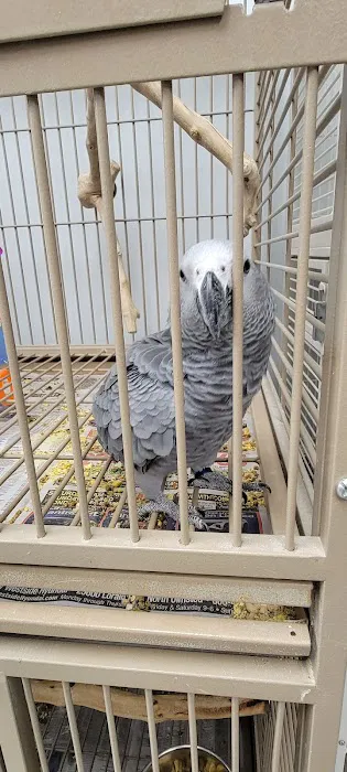 In A Pickle Parrot Shop Picture 7