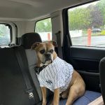 Woodstock Veterinary Clinic