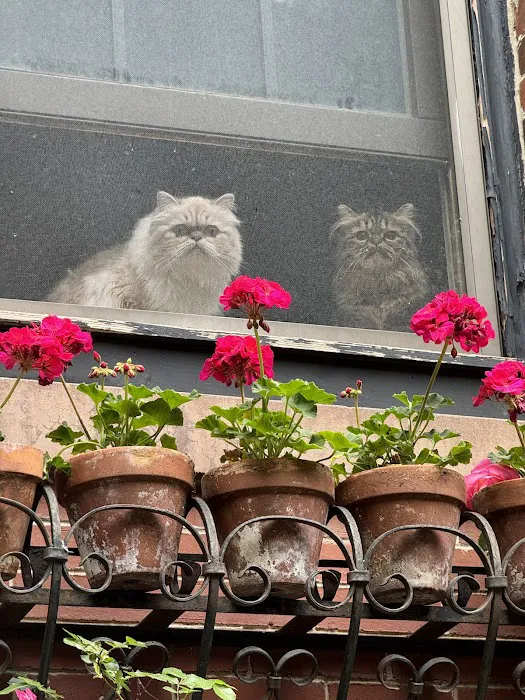 Cameron's Purebred Persians Cattery Picture 2