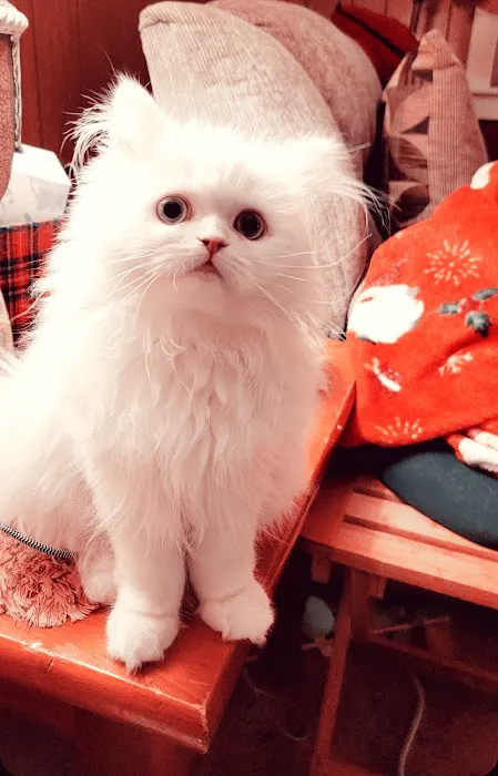 Cameron's Purebred Persians Cattery Picture 4
