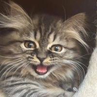 Cameron's Purebred Persians Cattery ico