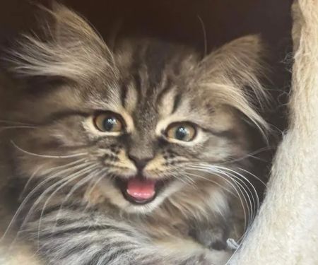 Cameron's Purebred Persians Cattery
