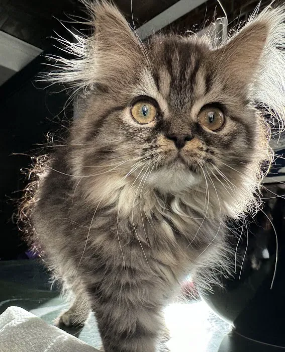 Cameron's Purebred Persians Cattery Picture 3