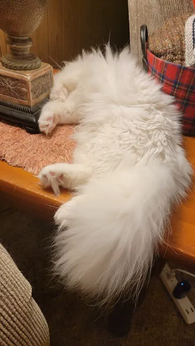 Cameron's Purebred Persians Cattery Picture 6
