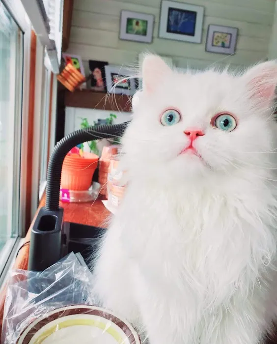 Cameron's Purebred Persians Cattery Picture 10