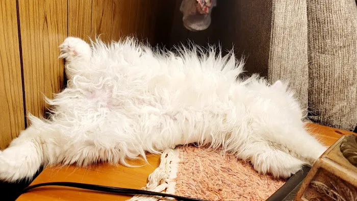 Cameron's Purebred Persians Cattery Picture 9