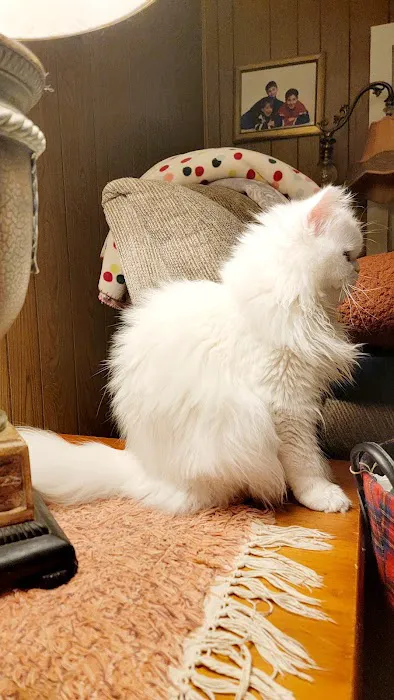 Cameron's Purebred Persians Cattery Picture 8
