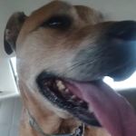 Four Town Veterinary Hospital