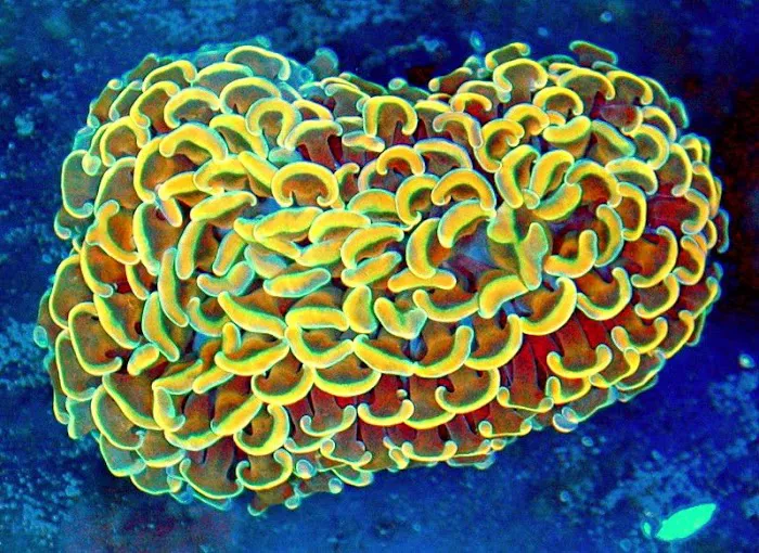 Great Lakes Fish and Coral Picture 7