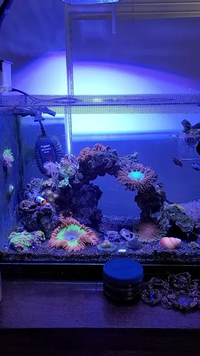 Great Lakes Fish and Coral Picture 4