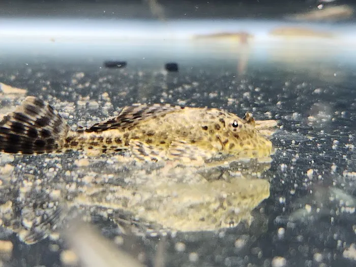 Cleveland Aquatic Gems Picture 7