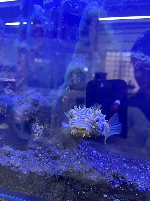 Cleveland Aquatic Gems Picture 5