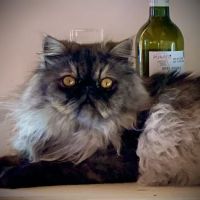 Old Castle Persians and Himalayans ico