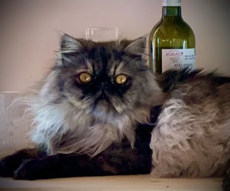 Old Castle Persians and Himalayans