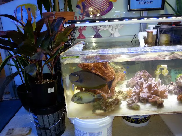 Blue Fish Aquariums Picture 5